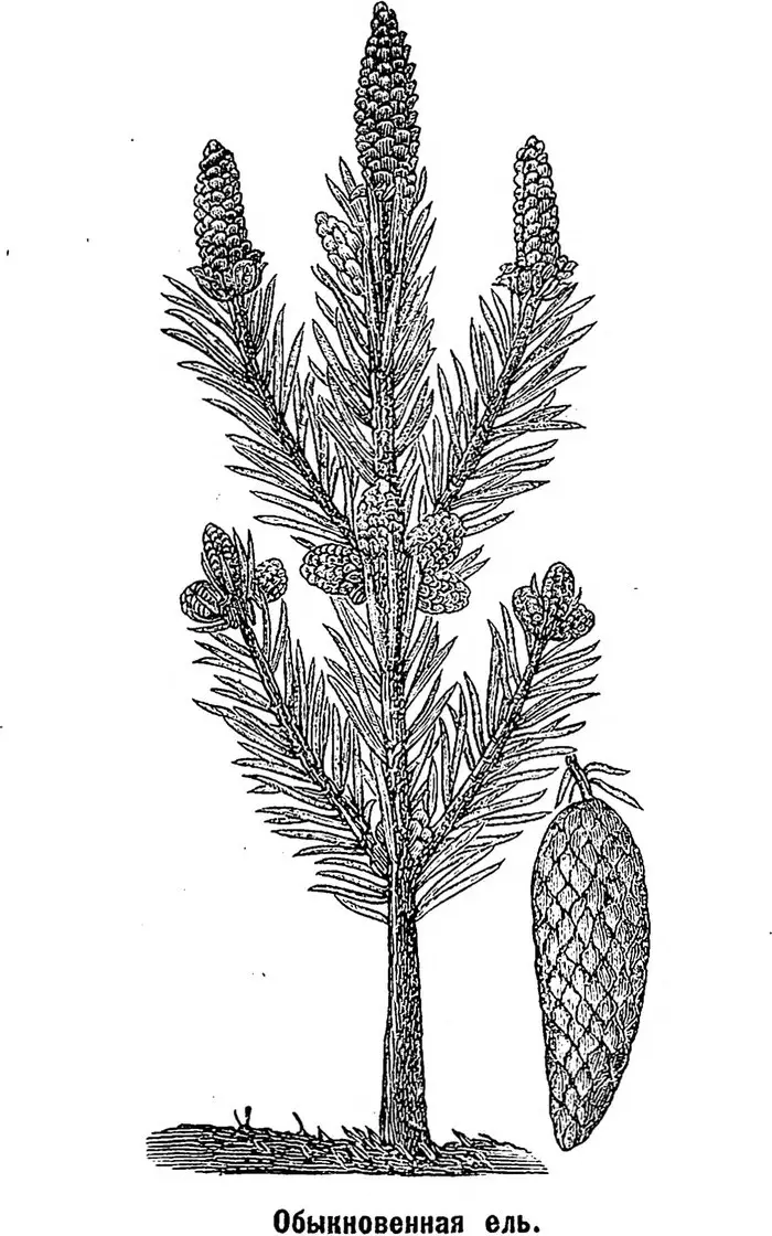 Eltolad