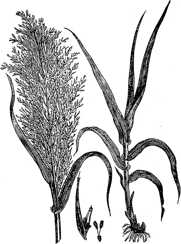 Sweet Cane (Aromatic Calamus)