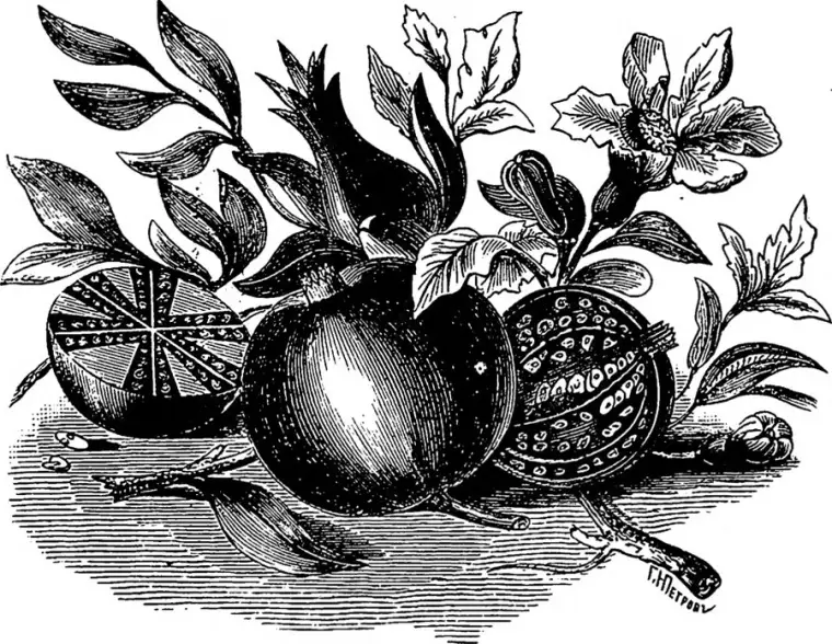 The pomegranate tree