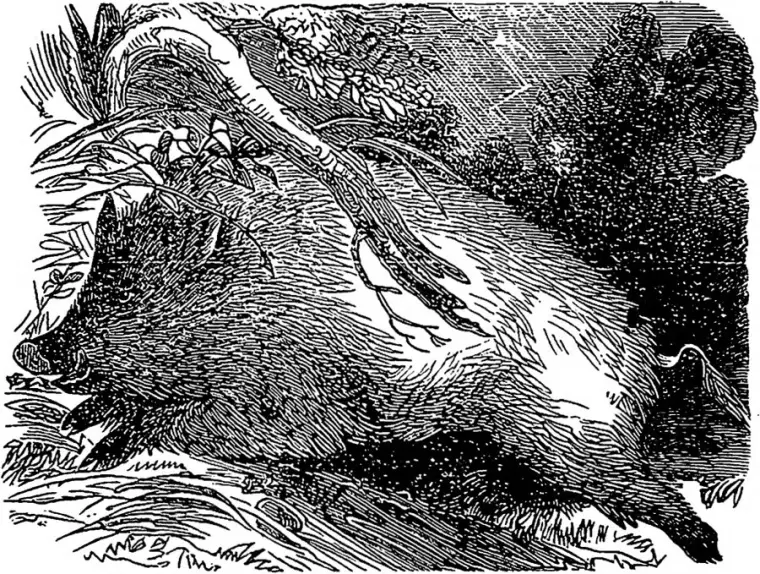 The willow, or osier