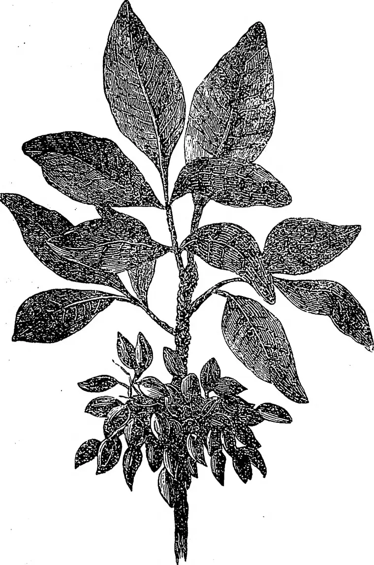 Walnut tree; nuts; nut garden